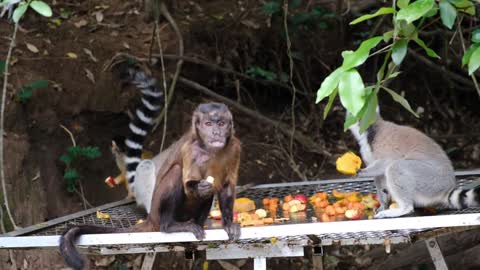 Baby Monkey eating