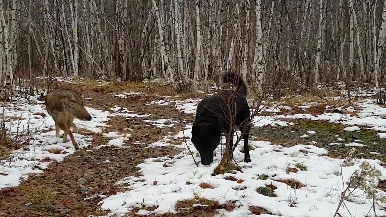 Wild Coyote best friends with Rocky the dog