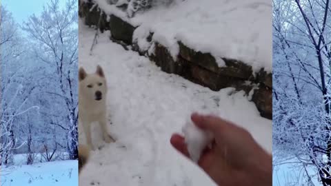 FUNNIEST DOGS PLAY ON THE SNOW