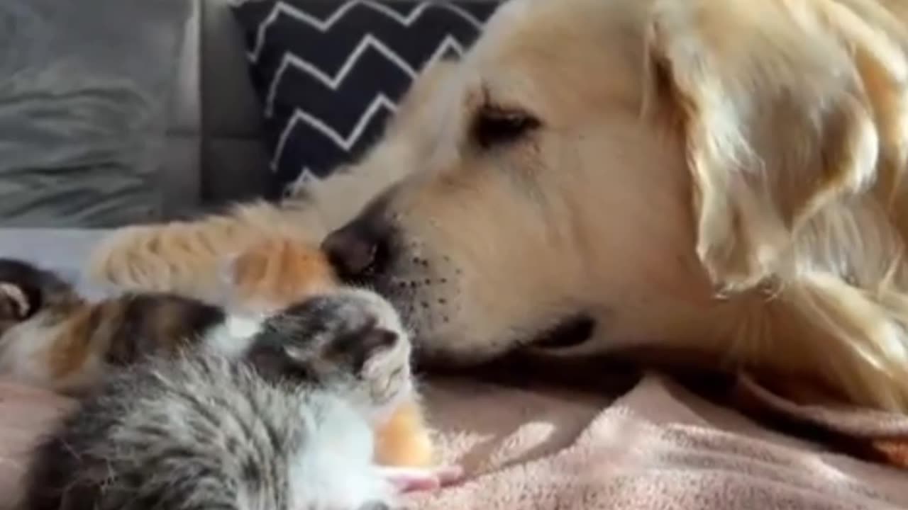 Pet dog playing with small cat 🐈