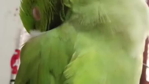 Tum Tota nahi Kauwa ho 😂