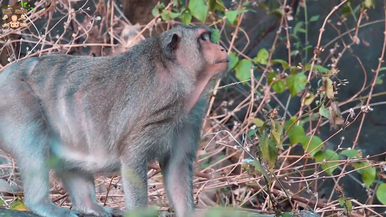 Wow!!! Monkey 🐒 funny videos in 4k ultra only 🐒🐒🐒🐒 shoot on very dense forest