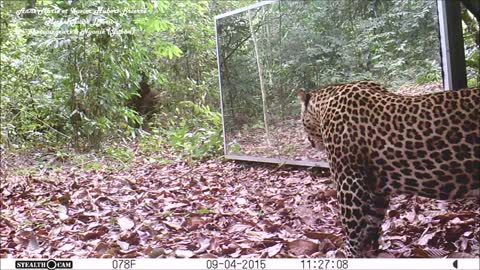 This Silverback thinks this intruder in the mirror (his reflection) comes to steal his wives