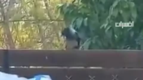 Anti-Semitic Crows Tear up Israeli flag