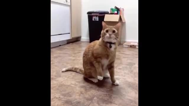 Best Of The 2021 Funny Animal Videos- Funniest Animals