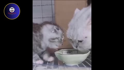 The funny bcute Cats Videos 2023 😅 - Best Funniest Animal Videos|the box of fun#funnyvideos
