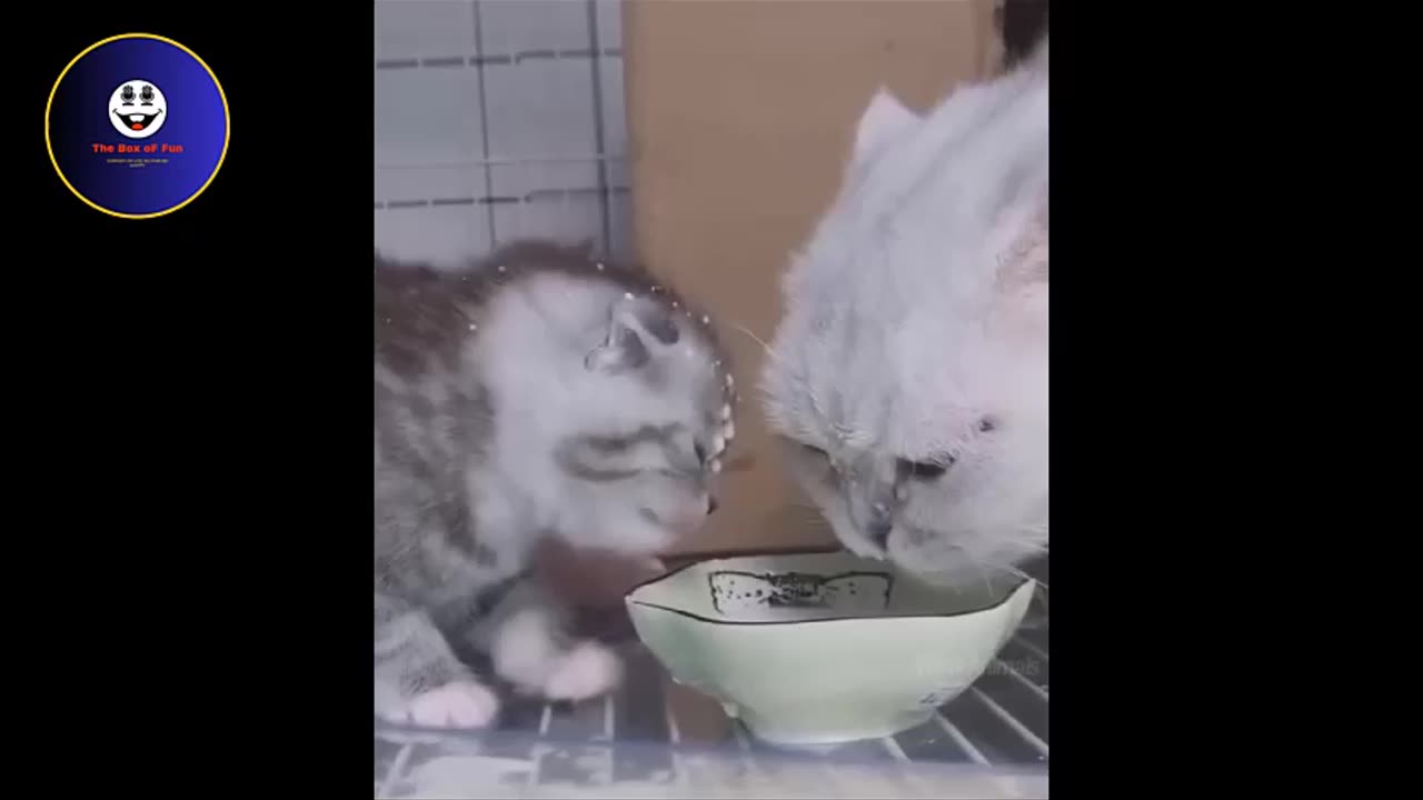 The funny bcute Cats Videos 2023 😅 - Best Funniest Animal Videos|the box of fun#funnyvideos