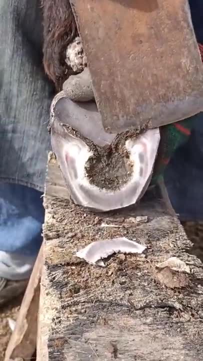 Cutting Overgrown Donkey Hooves #Ep= 46