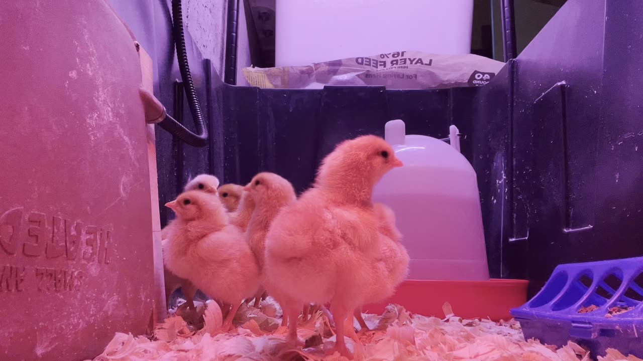 New chicks find camera