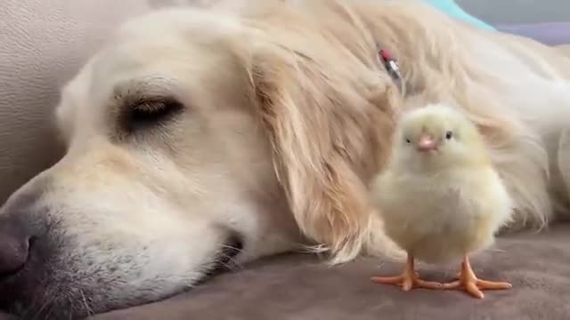 Golden Retriever Meets Newborn Baby Chick for the First Time!