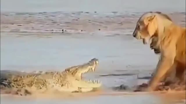 Lion vs Crocodiles. Amazing animal Fight. 😯😯😯