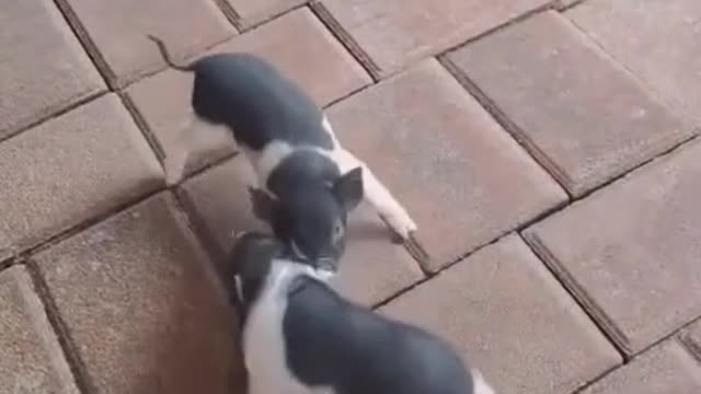 Pig series