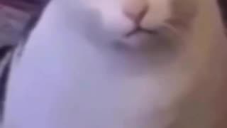 HONEY HUH