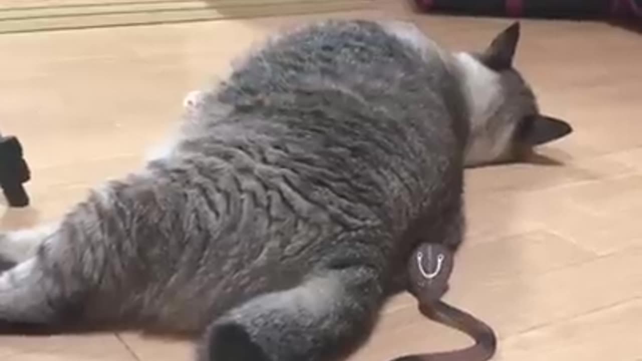 FUNNY CAT