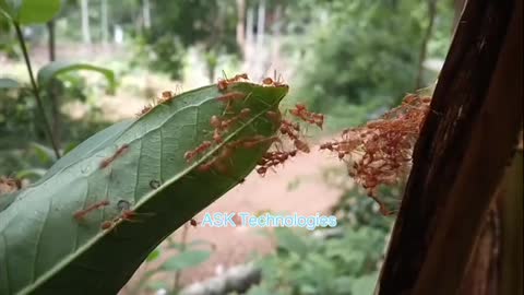 Ants making bridge, team work