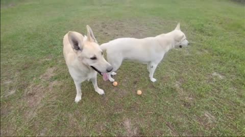 White wolf dogs fight