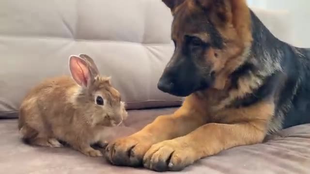 Can a German Shepherd Puppy and a Bunny be Friends?