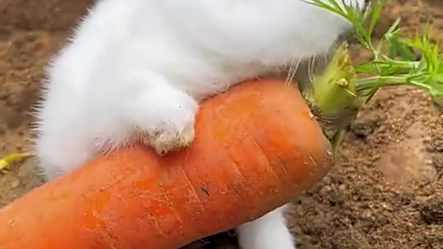 What a lovely rabbit