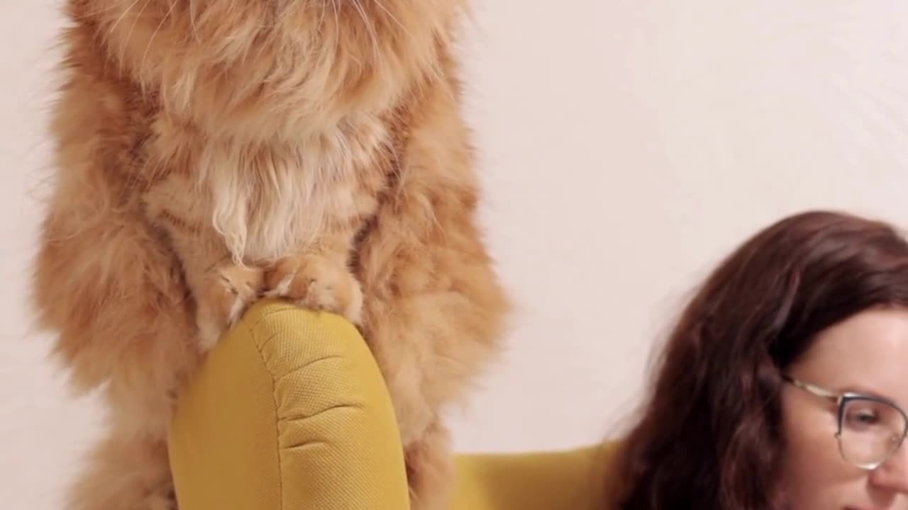 cute cat