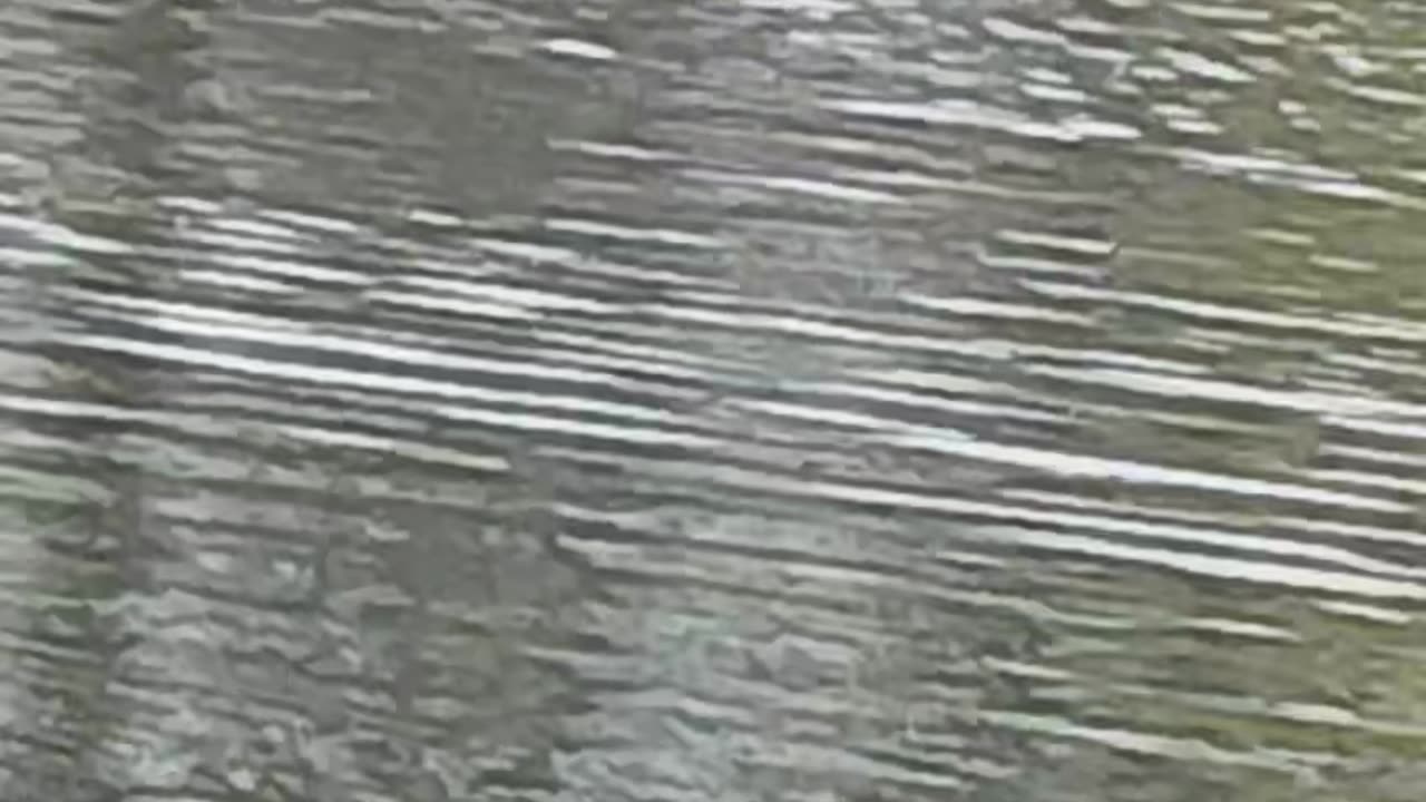 Swan and goose