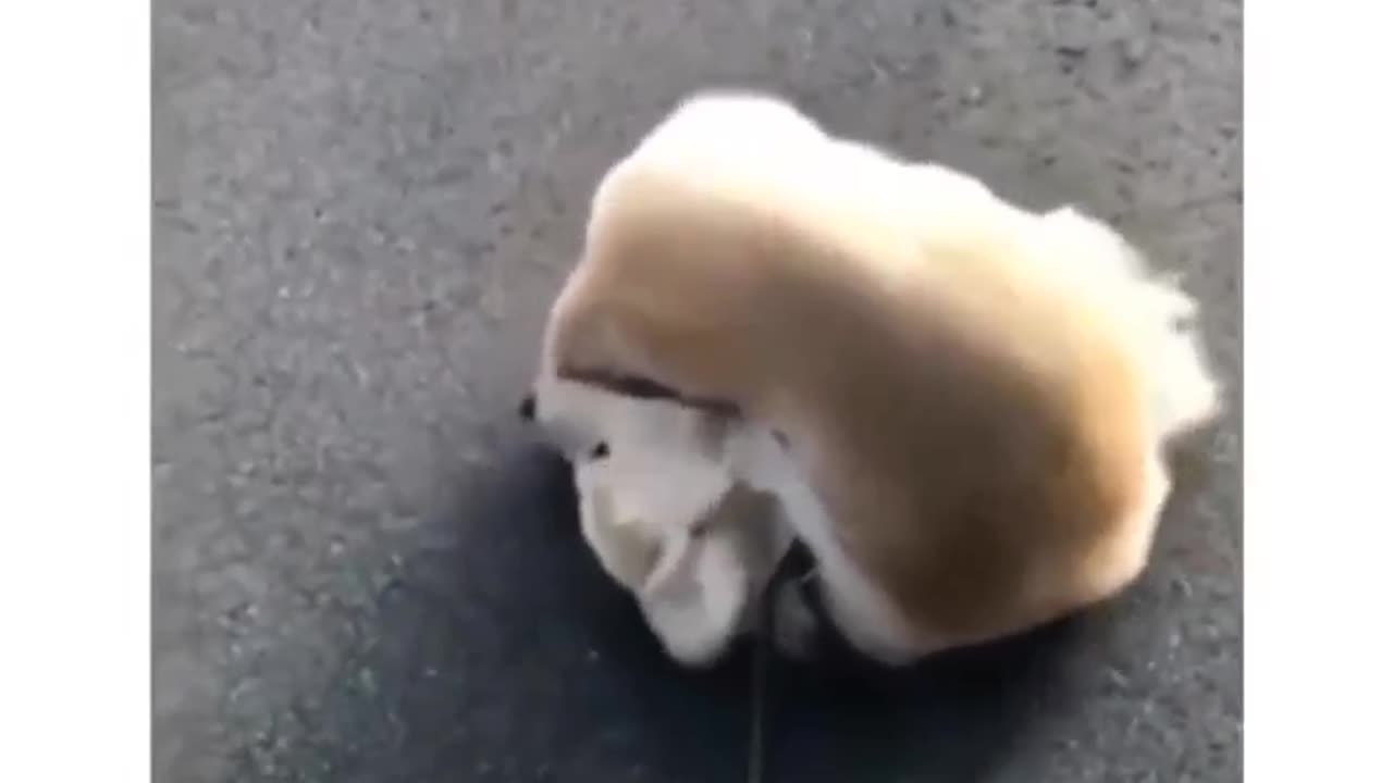 Very funny Dog playing with her tail