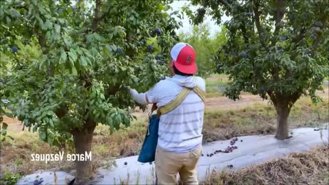 Picking Billions Of Plums In California
