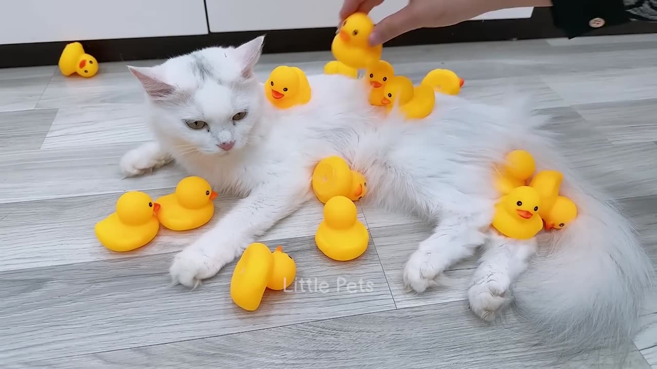 Funny Animal Video