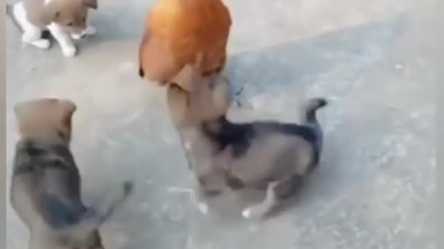 CUTE PUPPIES FUNNY FIGHT WITH HEn