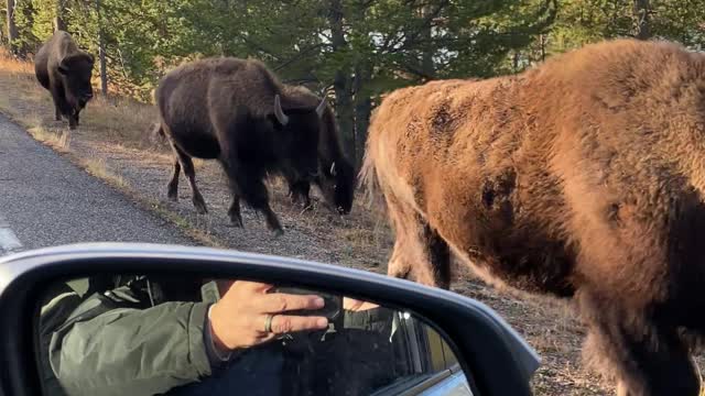 Bison Jam in Yellowstone National Park