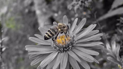 Black And White Bee Pollination