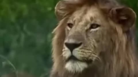 Lion walk wild videos