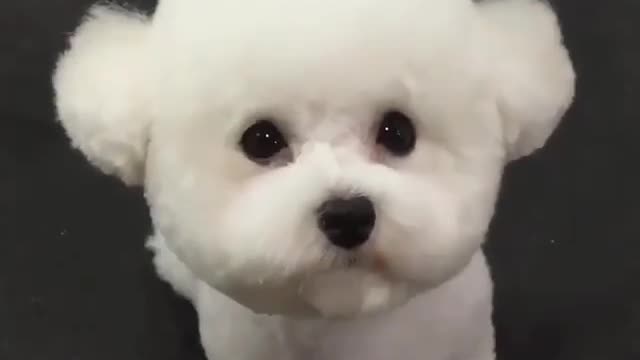 cute white dog