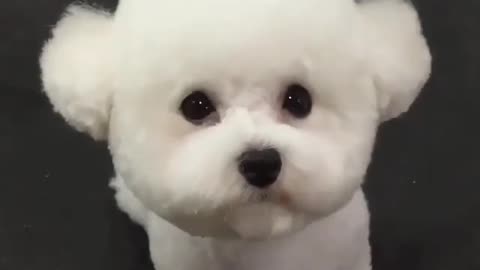 cute white dog