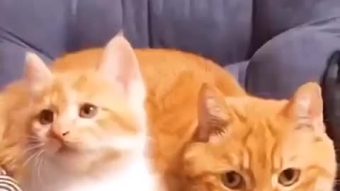 Cute🥰 Cats🐱