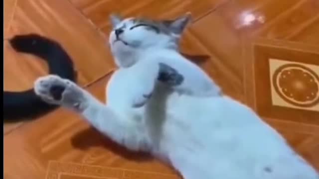 The kitten also has something on her mind, but she won't post it in the circle of friends
