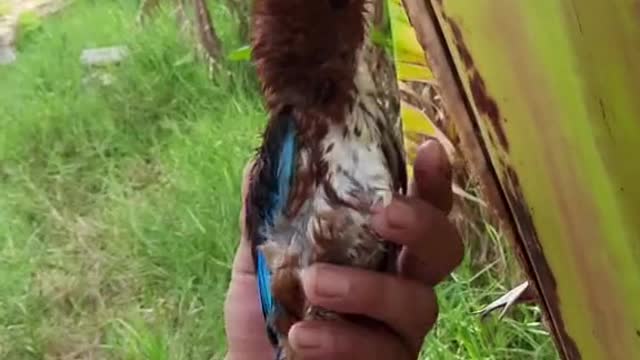 The bird accidentally hit the banana tree and got stuck