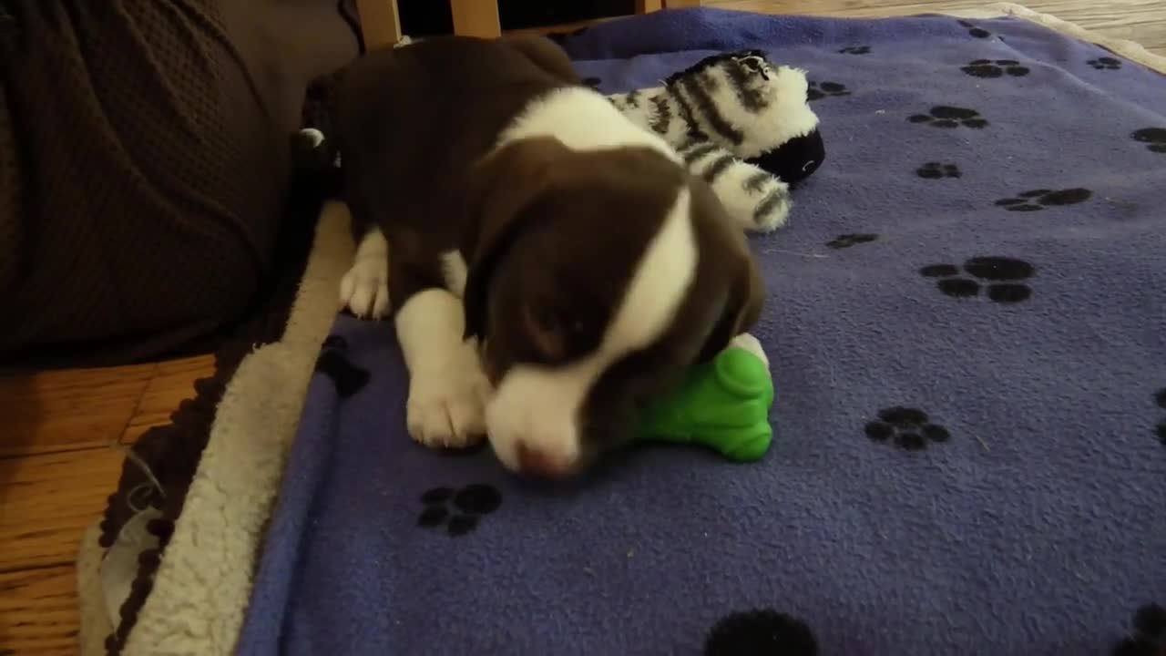 SQUEEZE TOY CAPER