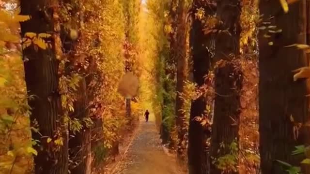 wonderful #wind #yellow #beauty #foryou #tiktok #scenery #sceneryvideos