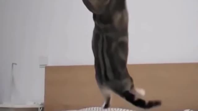 Funny cat video | Cute Cat