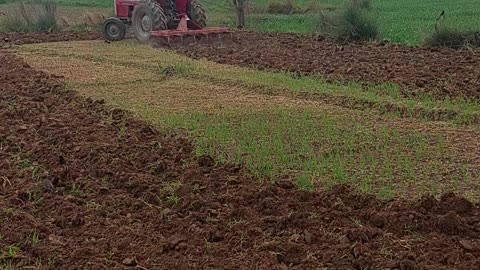 Ghuman zari farm Gujrat Pakistan