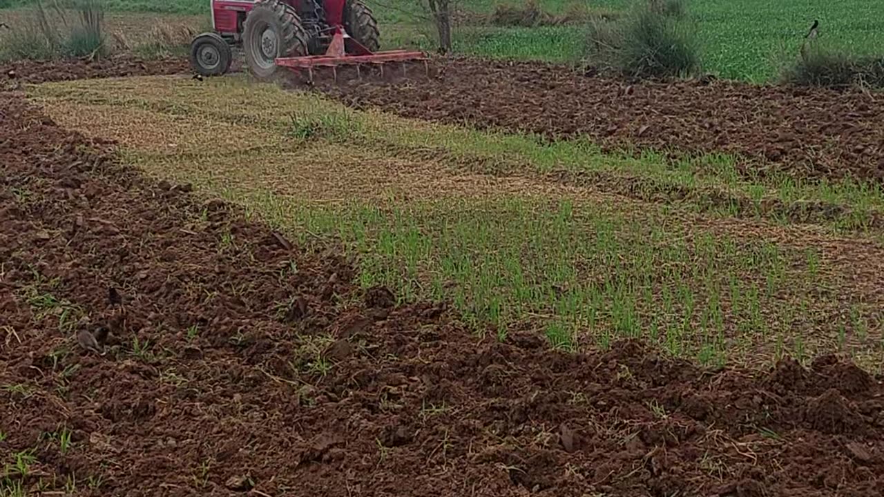 Ghuman zari farm Gujrat Pakistan