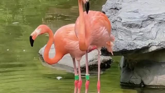 flamingos