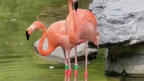 flamingos