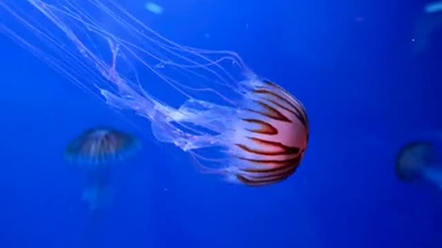 Jellyfish swim freely and smoothly