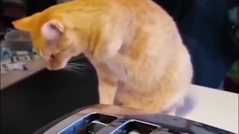 Panda try not to laugh watching funny animals 😂😂