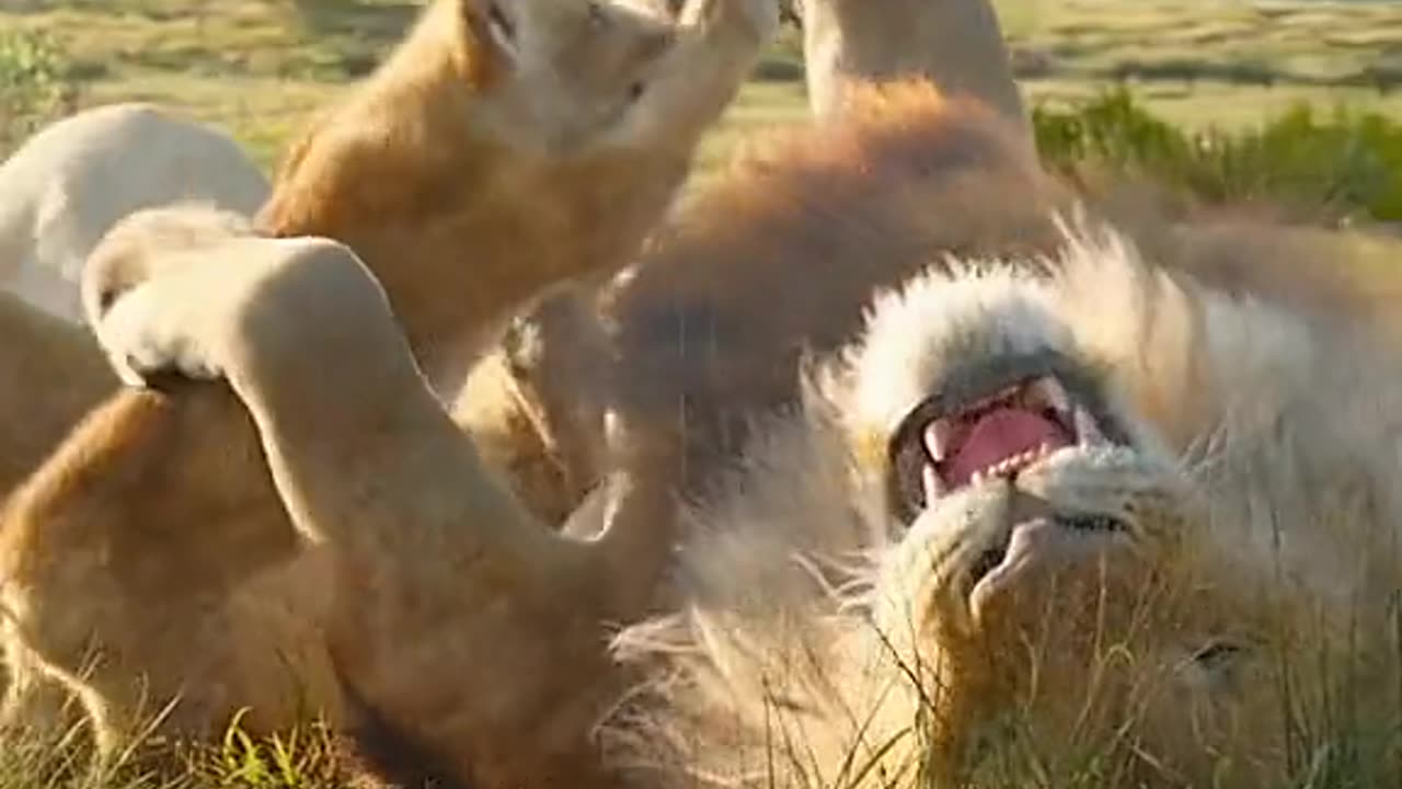 Lion King Part2