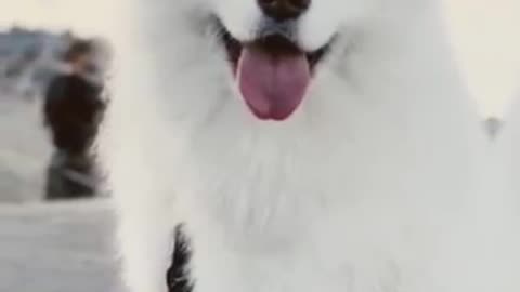 Top 10 Most Beautyful Dogs Ever