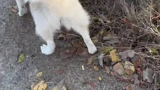 The IQ of Border Collie and Husky Dog are really different