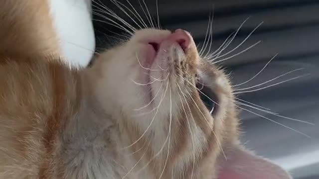 The perfect Cat Video to produce serotonin