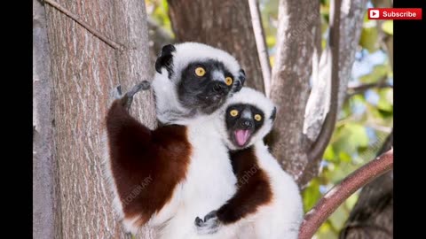Experts call the birth of a primate
